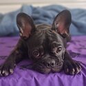 Female French bulldog needing to be rehomed -2