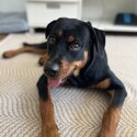 Fifi - 8 month Old Rottweiler Female-1