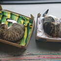 Two Tabby cats looking for a loving home-2