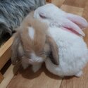 2 Rabbits for sale-4