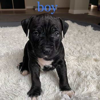 Purebred American Staffy puppies Amstaff puppy Staffordshire terrier