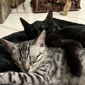 2 x Bengal X cats 6 months old male brothers-2