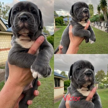 Bandog cane Corso 