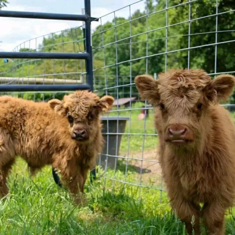 We have 2 highland calves looking 