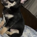 Chihuahua Puppy for sale -5