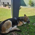 Female German Shepherd -1