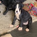 Great Dane/Bull Arab puppies-3