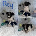 terrier cross staffy pups available for adoption -1