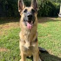 Male German Shepherd Dog-5