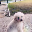 Beautiful Bichon Boy- Teddy-2