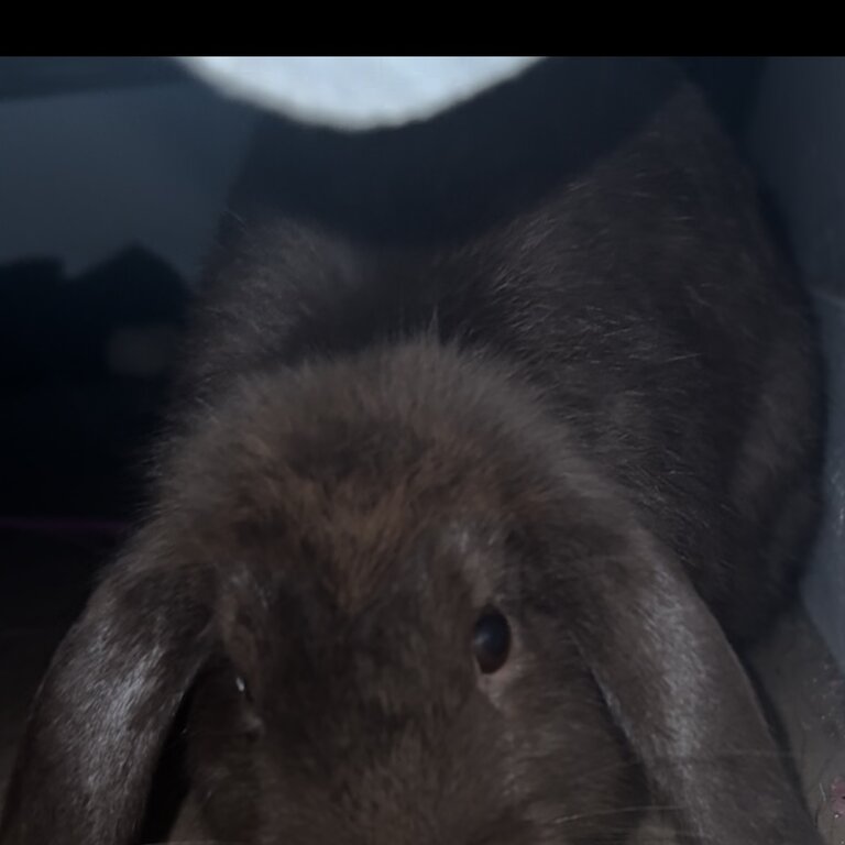 Baby Mini Lop Rabbit 