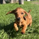 Purebred Mini Dachshund-1