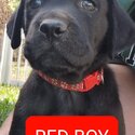 Purebred Labrador puppies - Available NOW-1