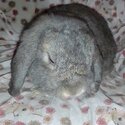 Grey bunny  with indoor hutch .pls call or SMS. Can't receive messages online-1