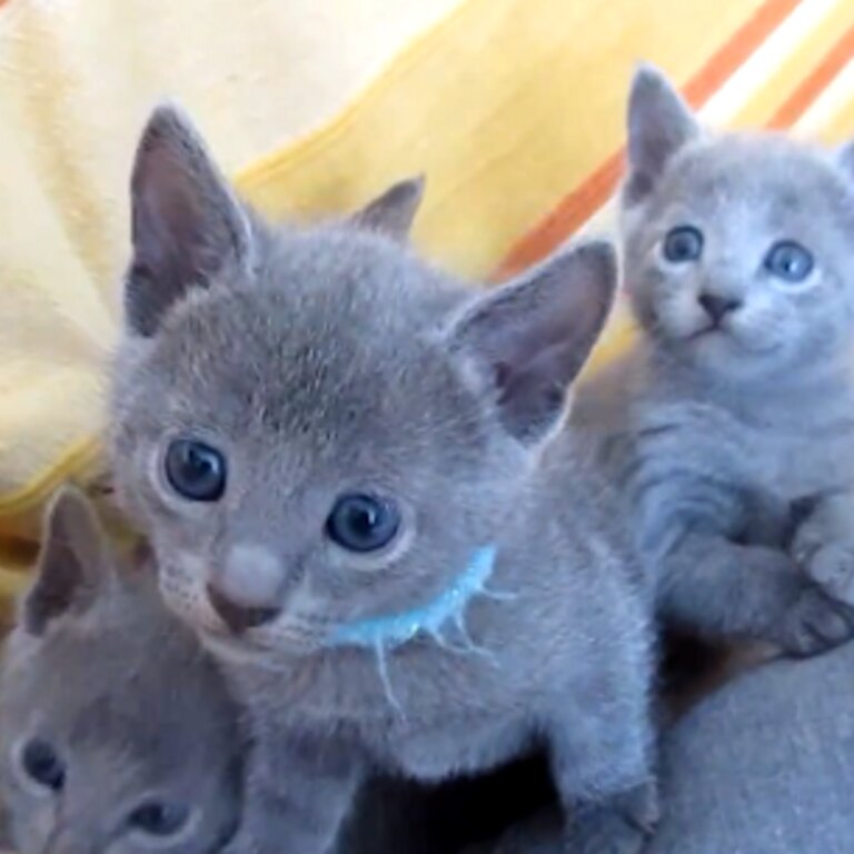 Hypoallergenic and Friendly Russian Blue kittens