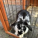 Bunny needs love-2