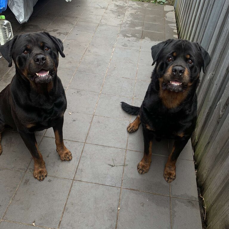 2 beautiful Rottweiler boys