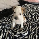 American Bulldog puppy Pure Breed -1