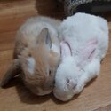 2 Rabbits for sale-2