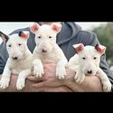 Purebred Female Bull Terrier Puppies-3