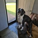 American staffy-2