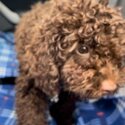 Toy Poodle Puppies-4