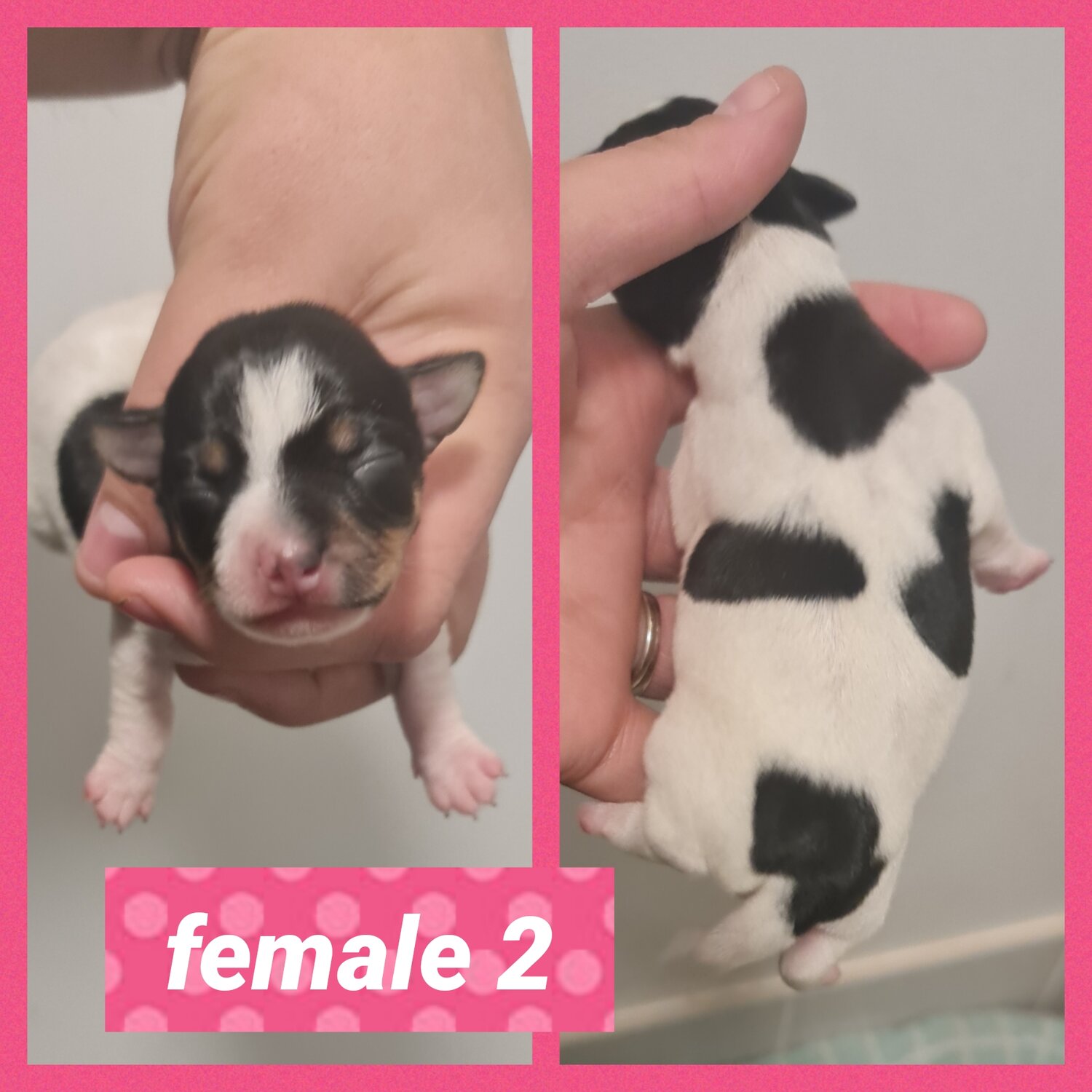 Purebred Mini Foxys females for sale