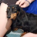 Lomg Haired minature Dachshund -1