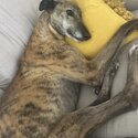 Greyhound free to good home-3