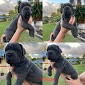 Bandog cane Corso -3