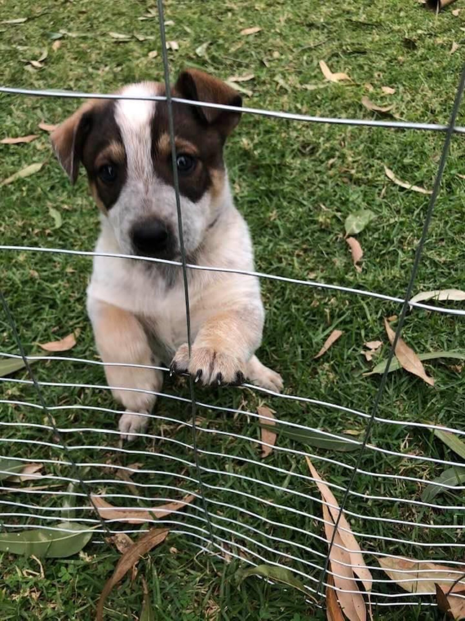 Australian cattle dog x Whippet