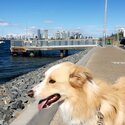 Caramel and white male border collie -2