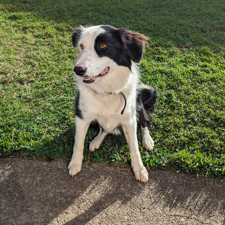 Border collie/Kelpie 