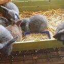 Dwarf Bunnies -3