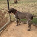 Female German short haired pointer-2