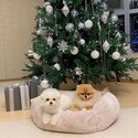 Amazing Healthy Purebred Pomeranian and Maltese Pups Available -2