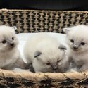 Purebred Ragdoll Kittens-1