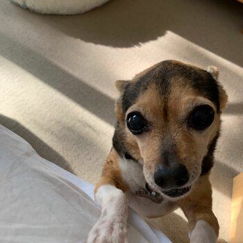 Mini fox terrier x chihuahua 