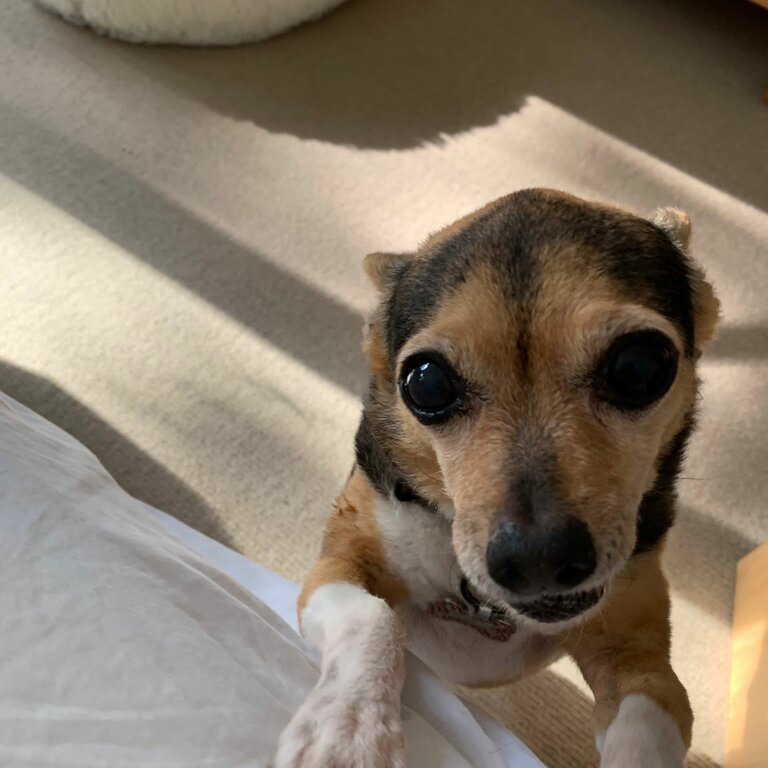 Mini fox terrier x chihuahua 