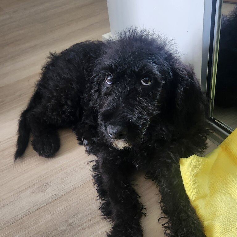 Lovely and energetic Labradoodle