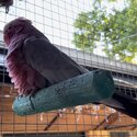 Alexandrine Parrot (6 yrs) and Pink and Grey Galah (30 yrs) To Good Home-3