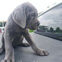 Neapolitan Mastiff Puppys-3