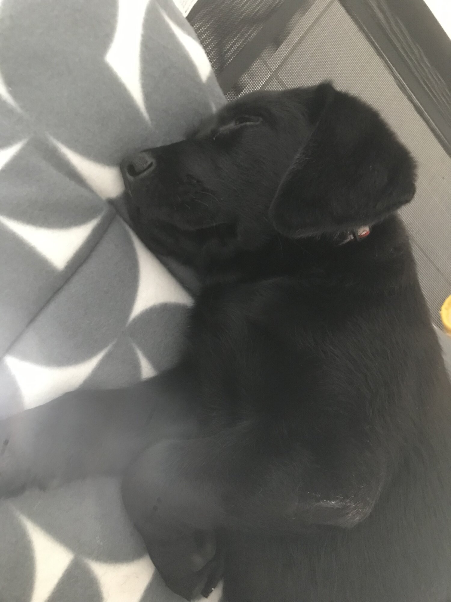 12 Week Old Black Labrador Puppy