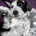 7 week old border collie x Australian cattle dog -4