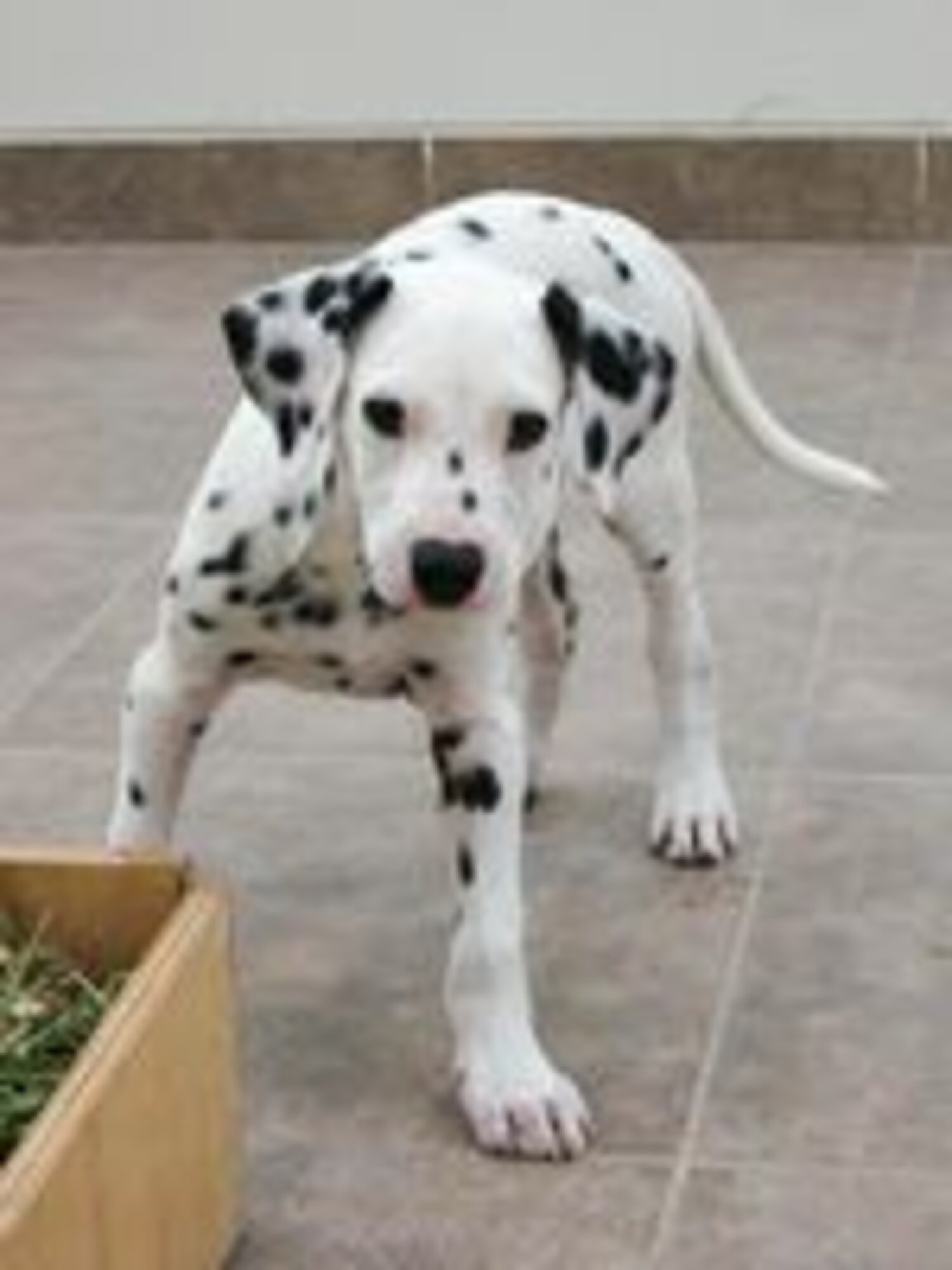 Pure Male & Female Dalmatian