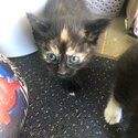 Cute kittens for sale-1