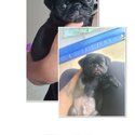 8 week old Pugs pups need a home asap-1