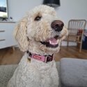 Gorgeous Golden Bordoodle -1