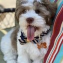 Shihpoo  male and female Dogs and Puppies   for Adoption -0