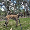 Greyhound free to good home-2